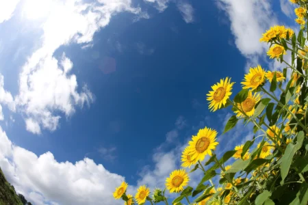 Nature of Summer